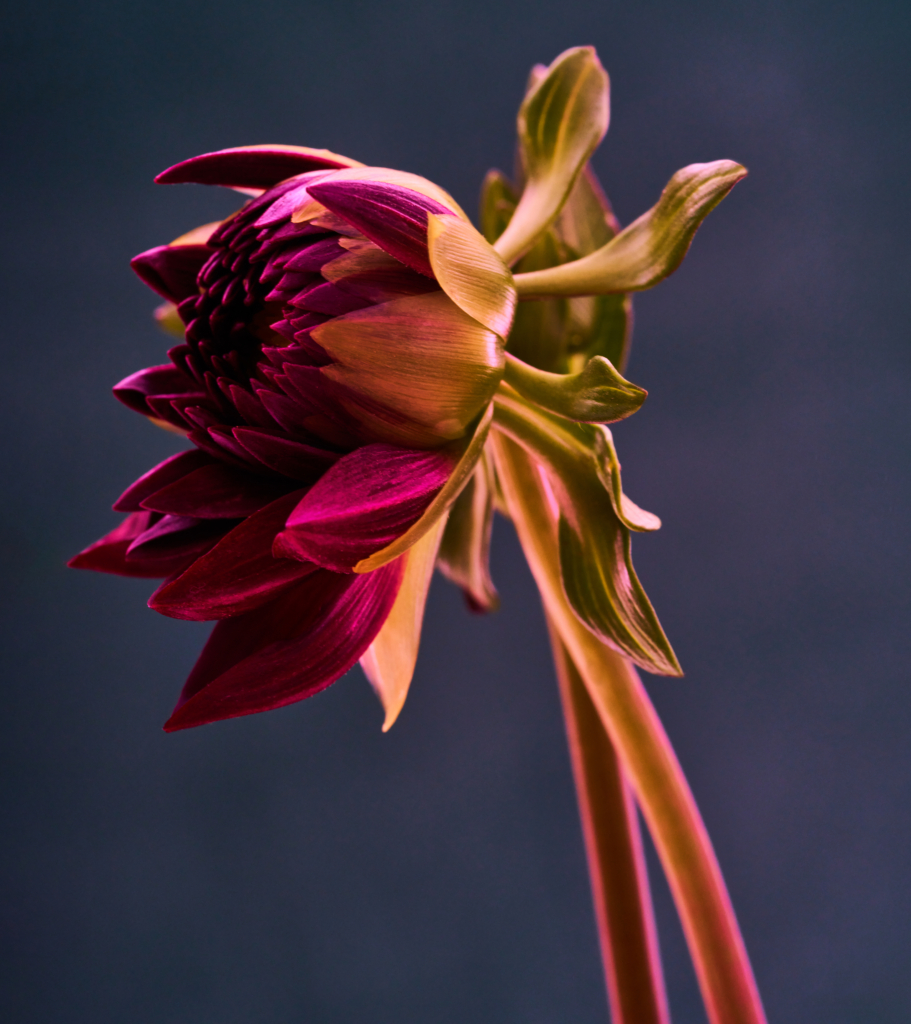 Can Dahlias Help Treat Diabetes? Black Dahlia CBD BotanicalsBlack